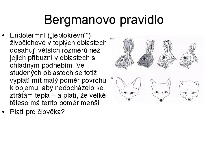 Bergmanovo pravidlo • Endotermní („teplokrevní“) živočichové v teplých oblastech dosahují větších rozměrů než jejich