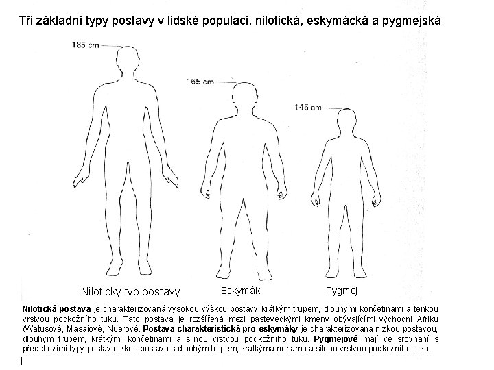 Tři základní typy postavy v lidské populaci, nilotická, eskymácká a pygmejská Nilotický typ postavy