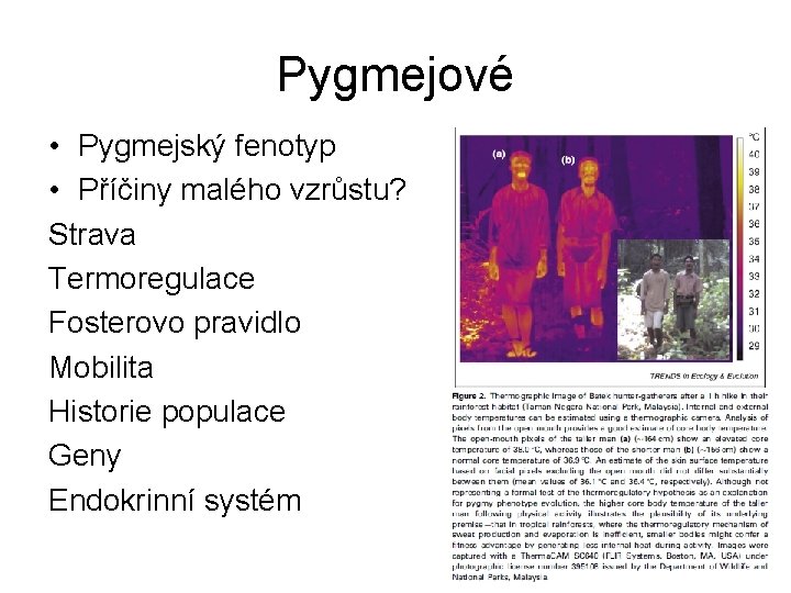 Pygmejové • Pygmejský fenotyp • Příčiny malého vzrůstu? Strava Termoregulace Fosterovo pravidlo Mobilita Historie