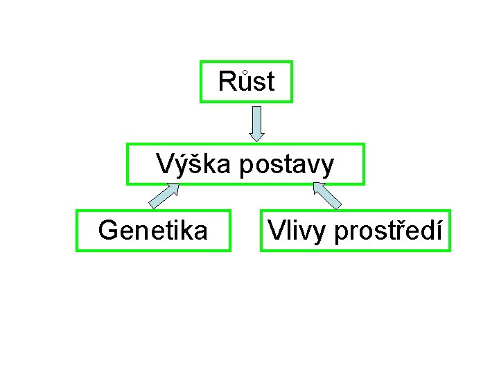 Růst Výška postavy Genetika Vlivy prostředí 