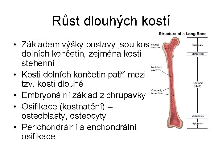 Růst dlouhých kostí • Základem výšky postavy jsou kosti dolních končetin, zejména kosti stehenní