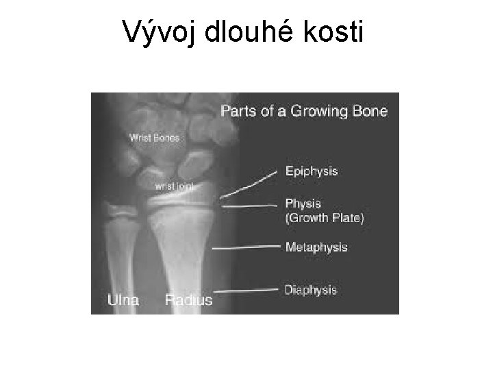 Vývoj dlouhé kosti 