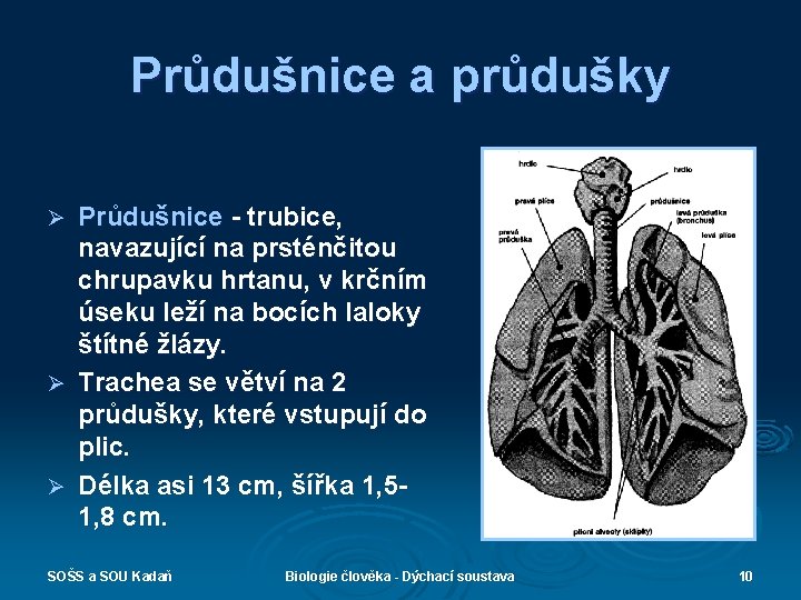 Průdušnice a průdušky Průdušnice - trubice, navazující na prsténčitou chrupavku hrtanu, v krčním úseku