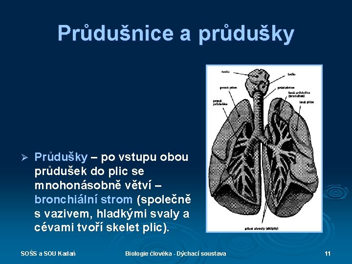 Průdušnice a průdušky Ø Průdušky – po vstupu obou průdušek do plic se mnohonásobně