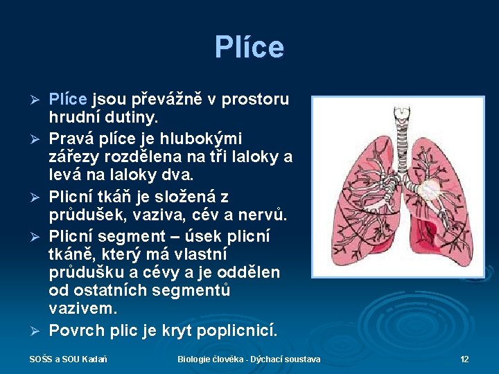 Plíce Ø Ø Ø Plíce jsou převážně v prostoru hrudní dutiny. Pravá plíce je