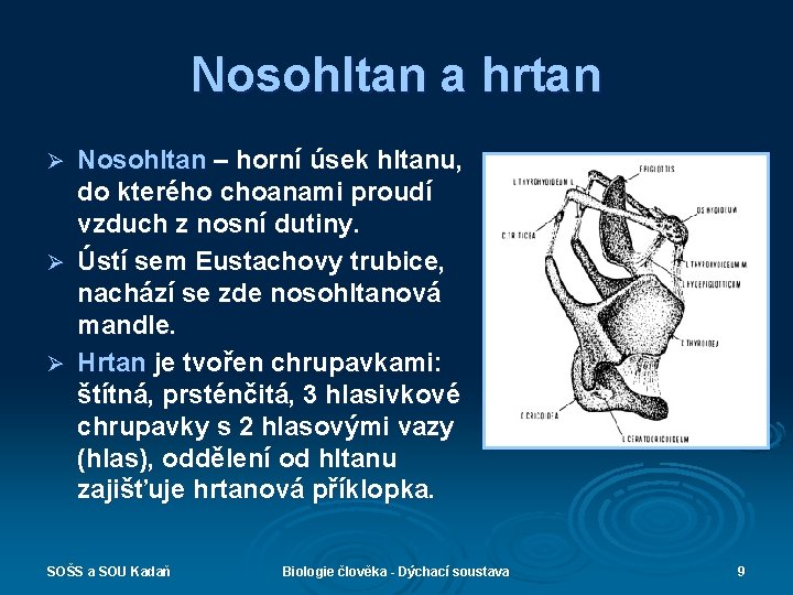 Nosohltan a hrtan Nosohltan – horní úsek hltanu, do kterého choanami proudí vzduch z