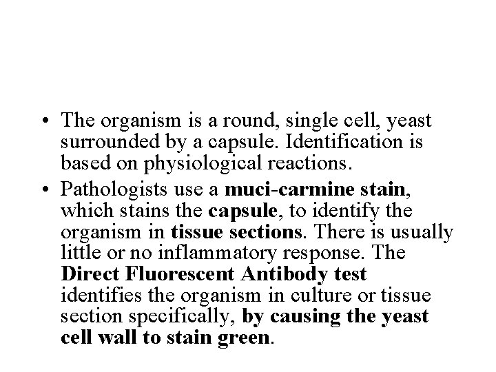  • The organism is a round, single cell, yeast surrounded by a capsule.