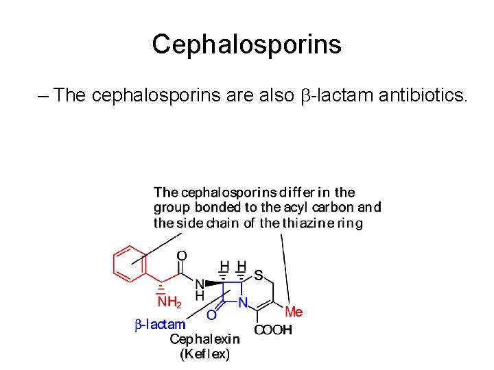 Cephalosporins – The cephalosporins are also -lactam antibiotics. 