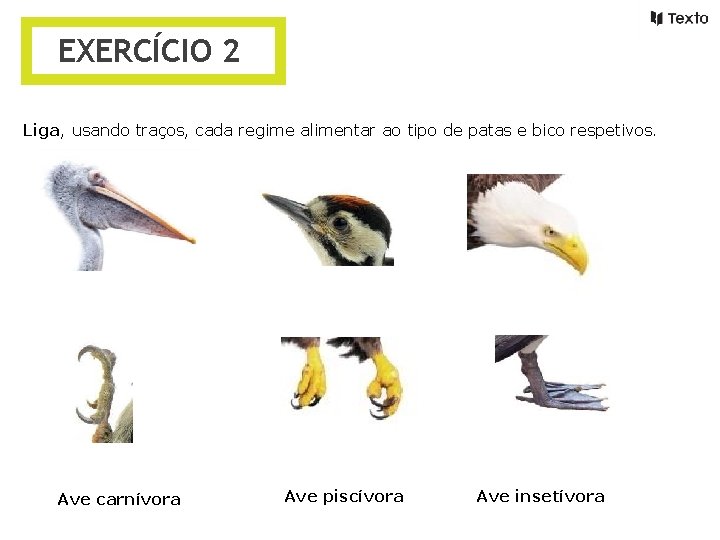 EXERCÍCIO 2 Liga, usando traços, cada regime alimentar ao tipo de patas e bico