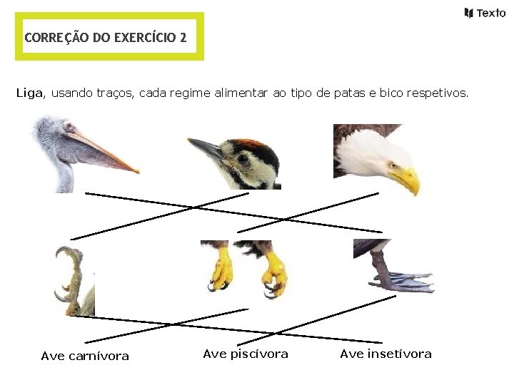 CORREÇÃO DO EXERCÍCIO 2 Liga, usando traços, cada regime alimentar ao tipo de patas