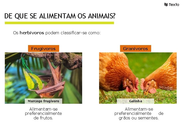 DE QUE SE ALIMENTAM OS ANIMAIS? Os herbívoros podem classificar-se como: Frugívoros Granívoros Morcego