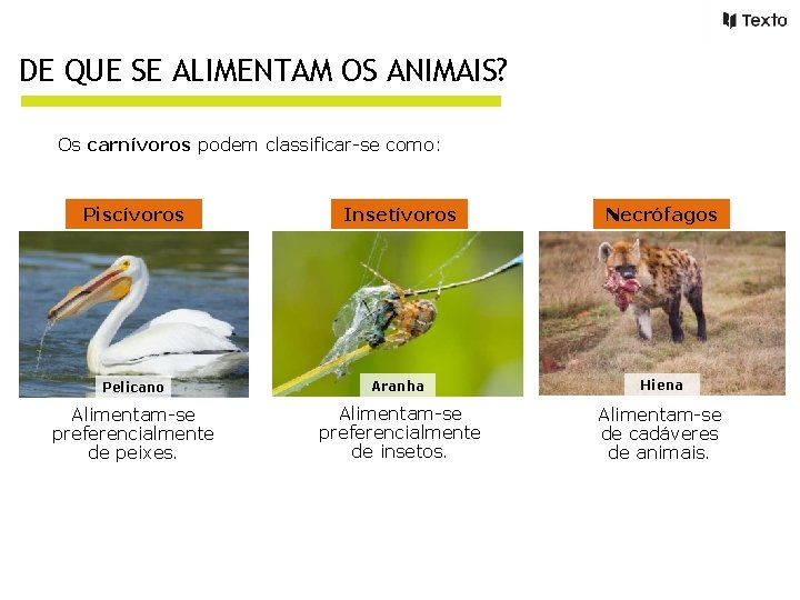 DE QUE SE ALIMENTAM OS ANIMAIS? Os carnívoros podem classificar-se como: Piscívoros Insetívoros Necrófagos