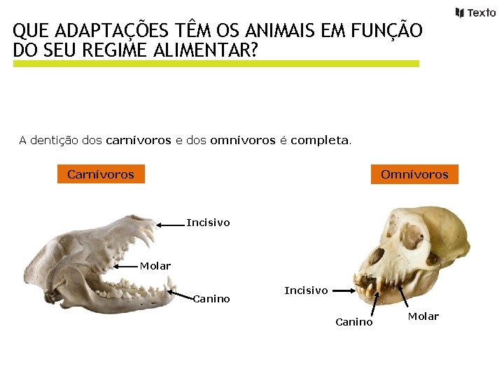 QUE ADAPTAÇÕES TÊM OS ANIMAIS EM FUNÇÃO DO SEU REGIME ALIMENTAR? A dentição dos