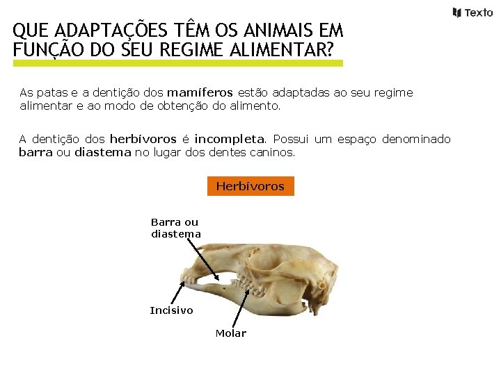 QUE ADAPTAÇÕES TÊM OS ANIMAIS EM FUNÇÃO DO SEU REGIME ALIMENTAR? As patas e