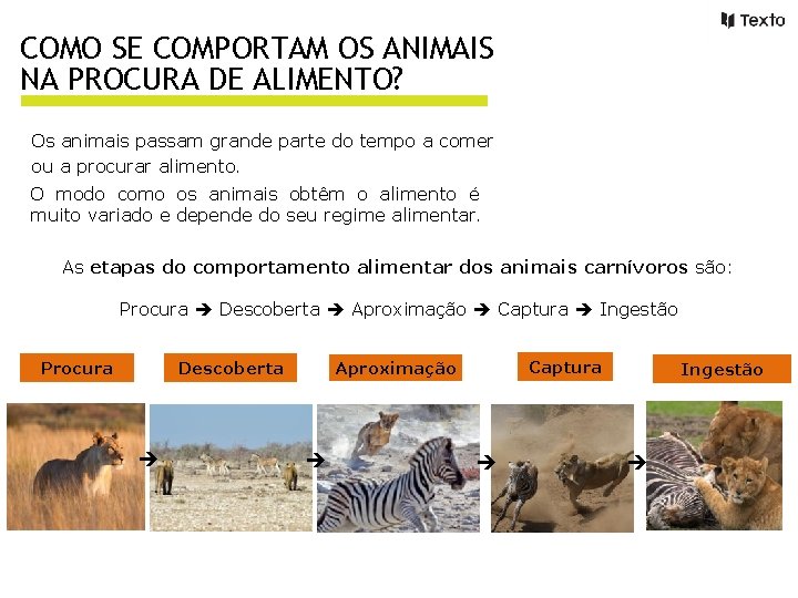 COMO SE COMPORTAM OS ANIMAIS NA PROCURA DE ALIMENTO? Os animais passam grande parte