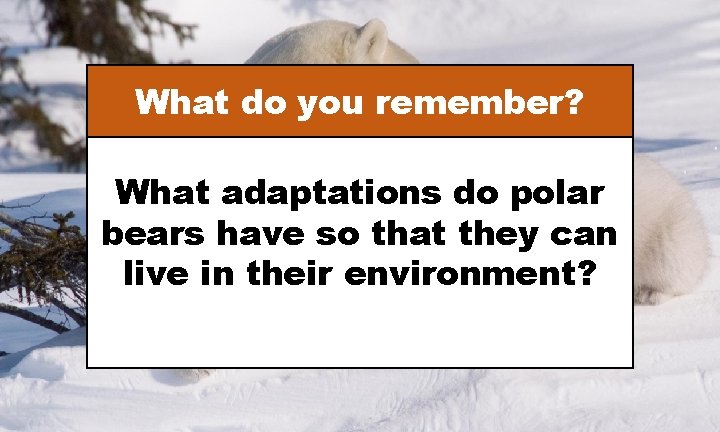 What do you remember? What adaptations do polar bears have so that they can