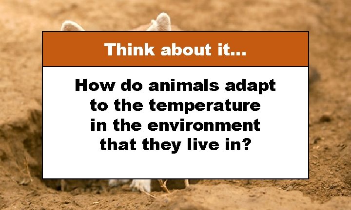 Think about it… How do animals adapt to the temperature in the environment that