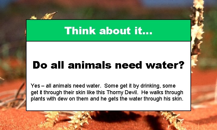 Think about it… Do all animals need water? Yes – all animals need water.