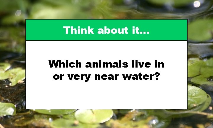 Think about it… Which animals live in or very near water? 