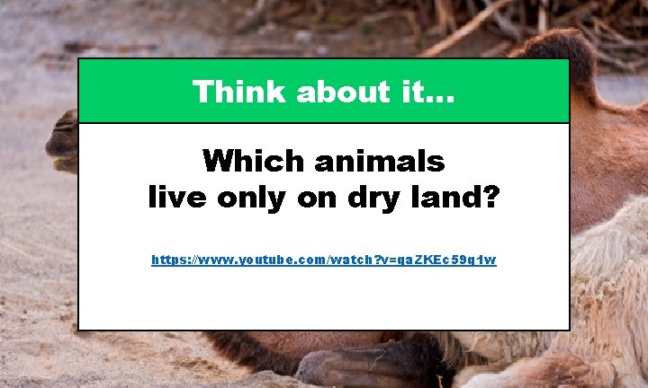 Think about it… Which animals live only on dry land? https: //www. youtube. com/watch?