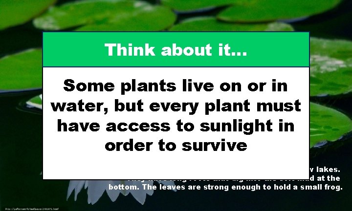 Think about it… Some plants live on or in water, but every plant must