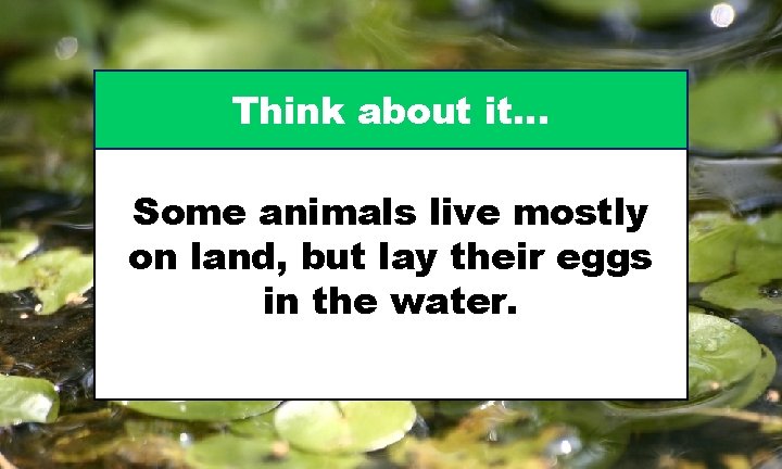 Think about it… Some animals live mostly on land, but lay their eggs in