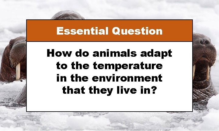 Essential Question How do animals adapt to the temperature in the environment that they