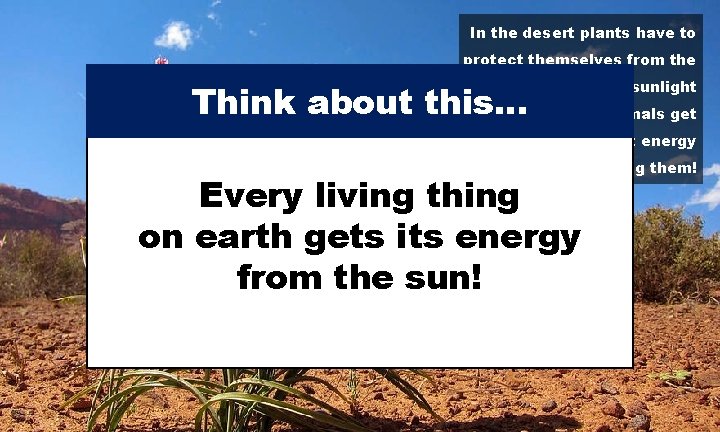 In the desert plants have to protect themselves from the sun, but they use
