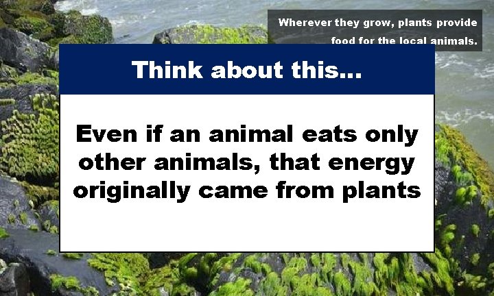 Wherever they grow, plants provide food for the local animals. Think about this… Even