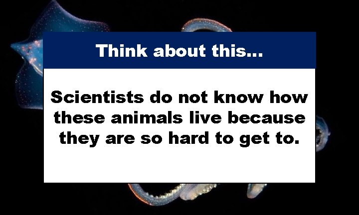 Think about this… Scientists do not know how these animals live because they are