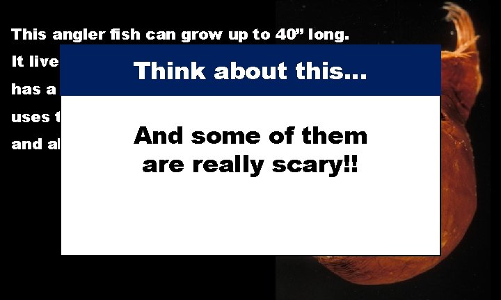 This angler fish can grow up to 40” long. It lives in the deep