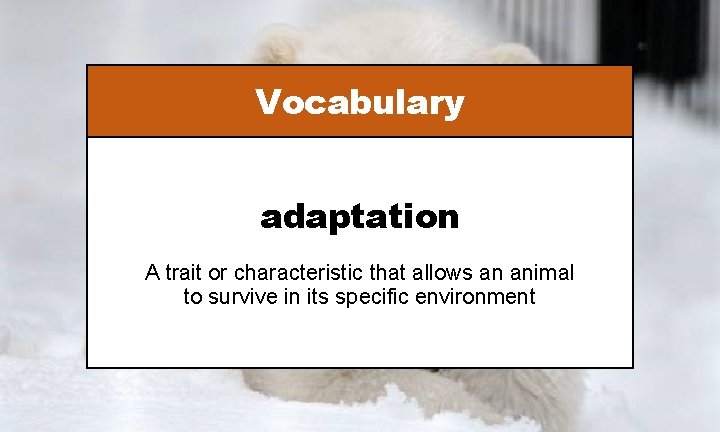 Vocabulary adaptation A trait or characteristic that allows an animal to survive in its