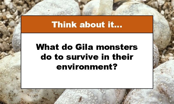 Think about it… What do Gila monsters do to survive in their environment? 