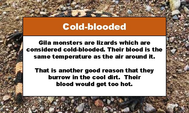 Cold-blooded Gila monsters are lizards which are considered cold-blooded. Their blood is the same