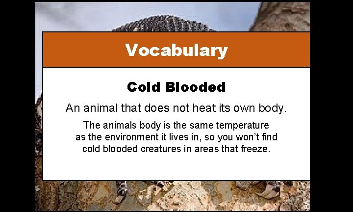Vocabulary Cold Blooded An animal that does not heat its own body. The animals