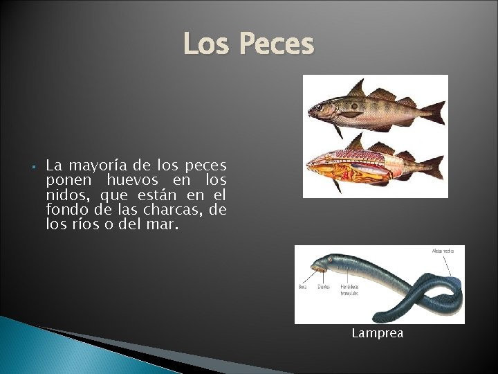 Los Peces § La mayoría de los peces ponen huevos en los nidos, que