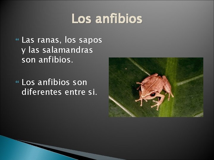 Los anfibios Las ranas, los sapos y las salamandras son anfibios. Los anfibios son