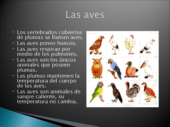  Los vertebrados cubiertos de plumas se llaman aves. Las aves ponen huevos. Las