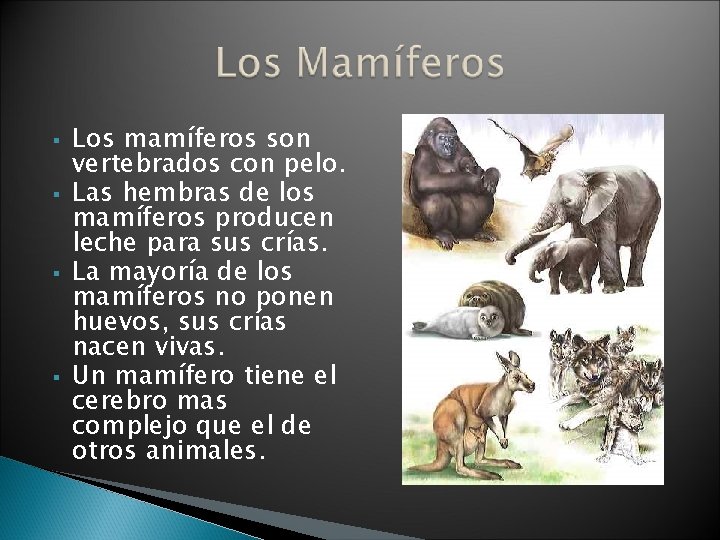 § § Los mamíferos son vertebrados con pelo. Las hembras de los mamíferos producen