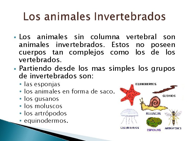 § § Los animales sin columna vertebral son animales invertebrados. Estos no poseen cuerpos