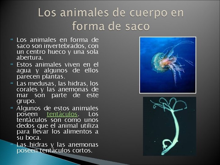  Los animales en forma de saco son invertebrados, con un centro hueco y
