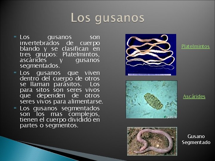  Los gusanos son invertebrados de cuerpo blando y se clasifican en tres grupos: