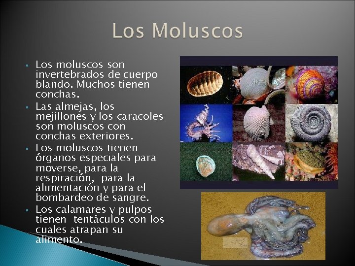 § § Los moluscos son invertebrados de cuerpo blando. Muchos tienen conchas. Las almejas,