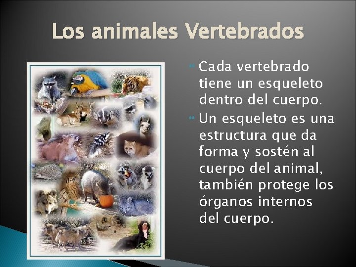 Los animales Vertebrados Cada vertebrado tiene un esqueleto dentro del cuerpo. Un esqueleto es