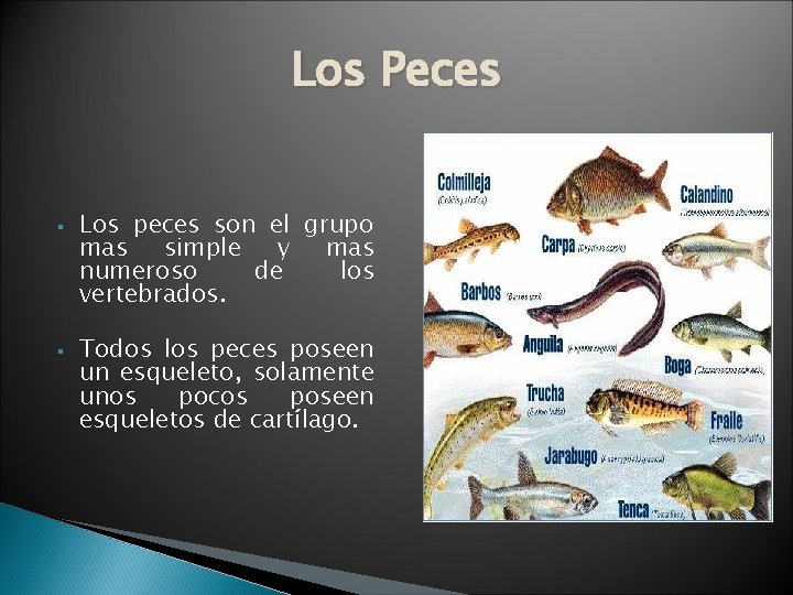 Los Peces § § Los peces son el grupo mas simple y mas numeroso