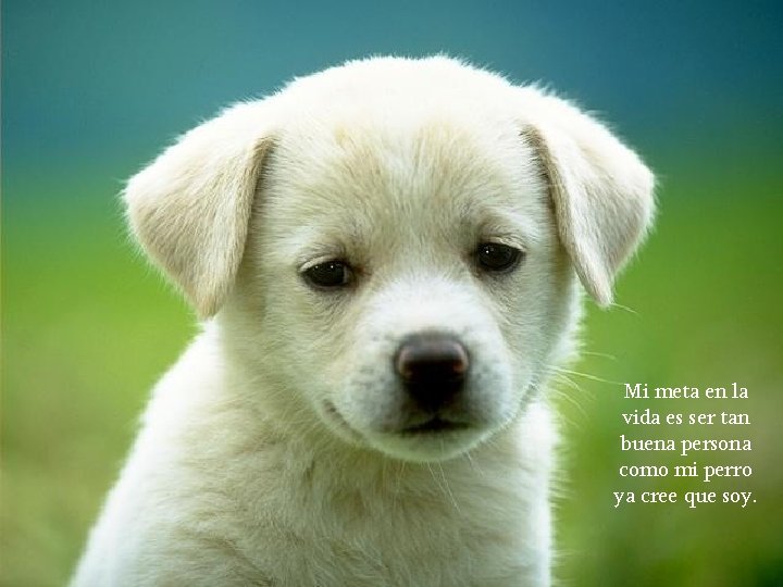 Mi meta en la vida es ser tan buena persona como mi perro ya