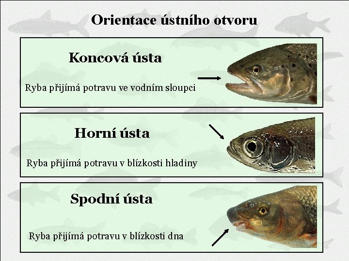 Orientace ústního otvoru Koncová ústa Ryba přijímá potravu ve vodním sloupci Horní ústa Ryba