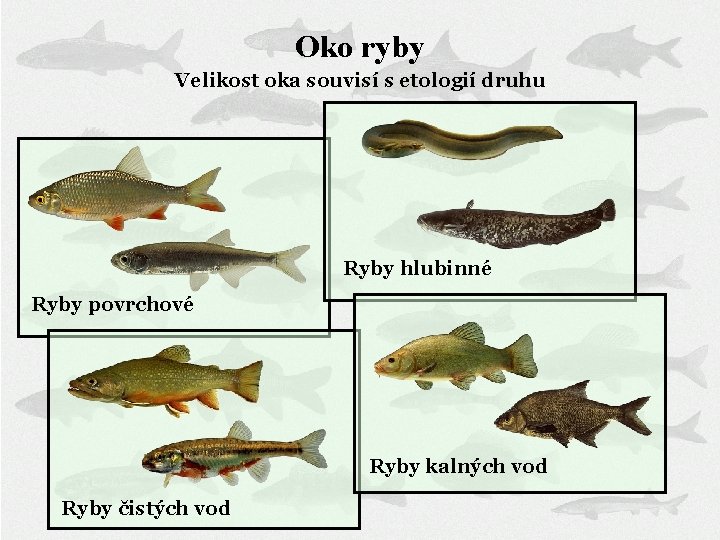Oko ryby Velikost oka souvisí s etologií druhu Ryby hlubinné Ryby povrchové Ryby kalných