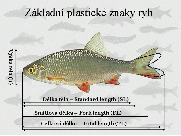 Základní plastické znaky ryb Výška těla (h) Délka těla – Standard length (SL) Smittova
