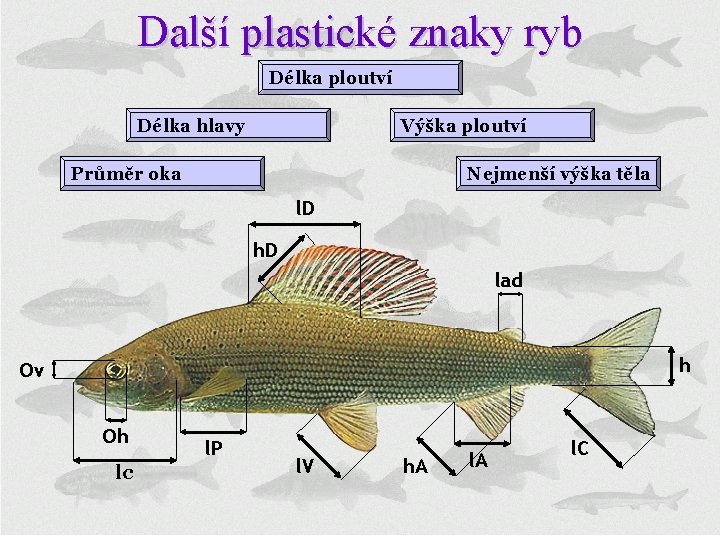 Další plastické znaky ryb Délka ploutví Délka hlavy Výška ploutví Průměr oka Nejmenší výška
